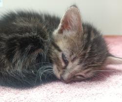 Shelter Stray Female Cat last seen Intersection of N Marshall Ave and Vernon Way, El Cajon, CA, 92020, El Cajon, CA 92020, USA