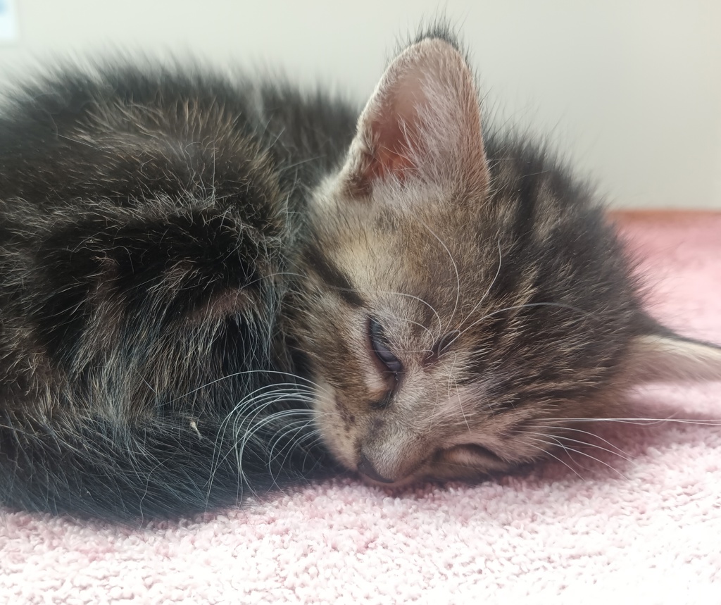 Shelter Stray Female Cat last seen Intersection of N Marshall Ave and Vernon Way, El Cajon, CA, 92020, El Cajon, CA 92020, USA