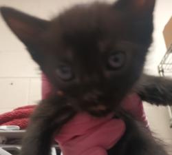 Shelter Stray Male Cat last seen Intersection of N Marshall Ave and Vernon Way, El Cajon, CA, 92020, El Cajon, CA 92020, USA