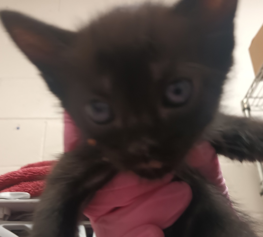 Shelter Stray Male Cat last seen Intersection of N Marshall Ave and Vernon Way, El Cajon, CA, 92020, El Cajon, CA 92020, USA