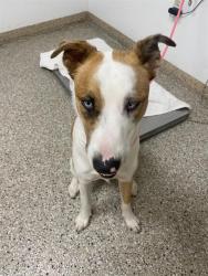 Shelter Stray Female Dog last seen NE 59th St & NE 137th Ave, VANCOUVER, WA, 98682, 1100 NE 192nd Ave, Vancouver, WA 98684, USA