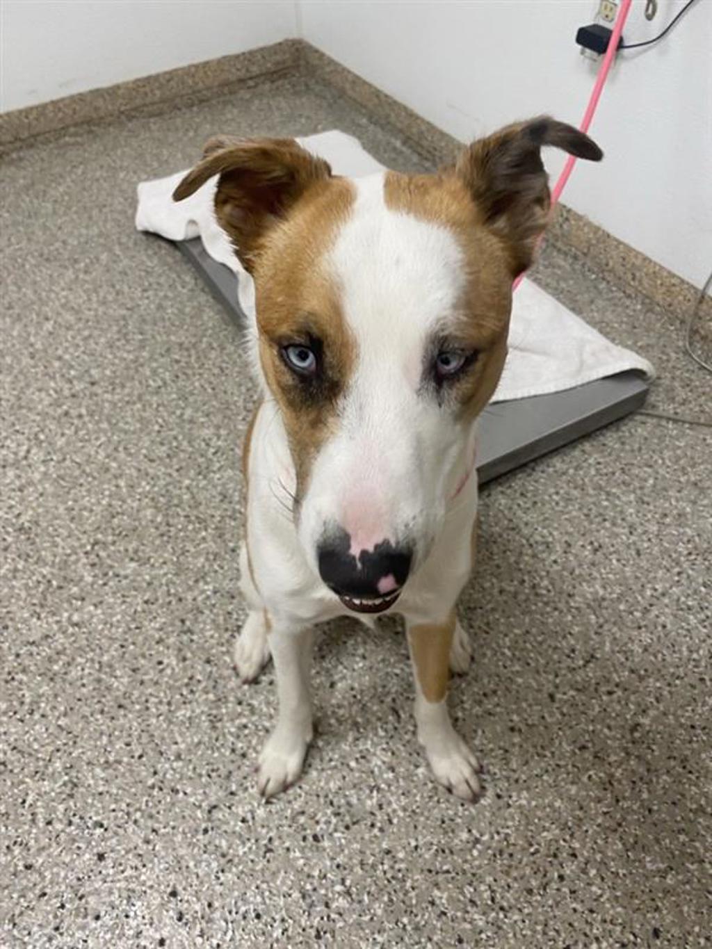 Shelter Stray Female Dog last seen NE 59th St & NE 137th Ave, VANCOUVER, WA, 98682, 1100 NE 192nd Ave, Vancouver, WA 98684, USA
