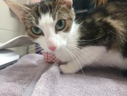 Shelter Stray Female Cat last seen Near Pioneer Way, El Cajon, CA, 92020, El Cajon, CA 92020, USA