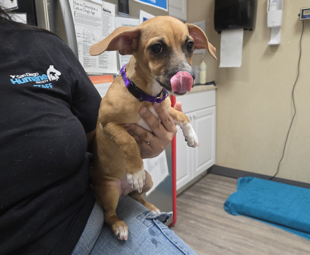 Shelter Stray Female Dog last seen ., Vista, CA, 92083, Oceanside, CA 92058, USA