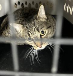 Shelter Stray Female Cat last seen Near N Cherry Street, SPOKANE VALLEY, WA, 99216, 6815 E Trent Ave, Spokane, WA 99212, USA