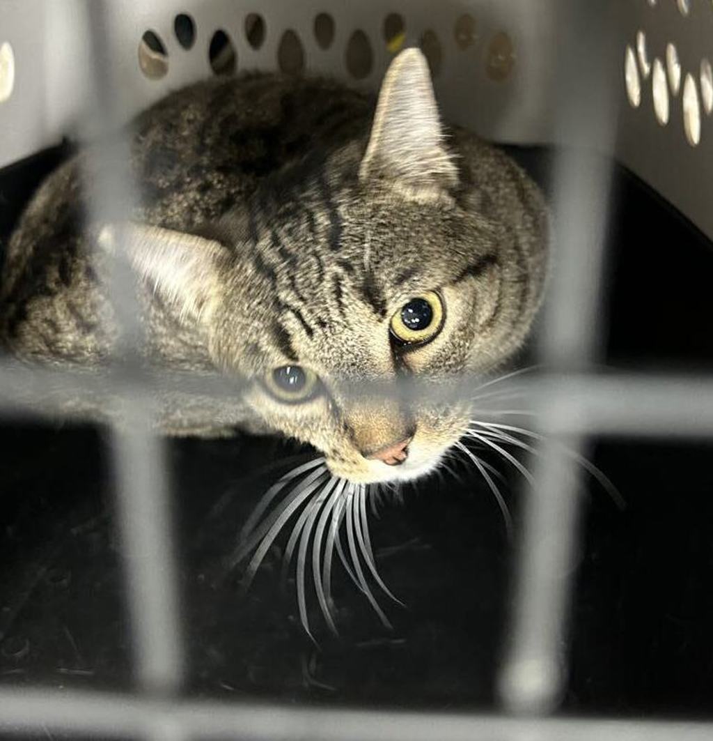 Shelter Stray Female Cat last seen Near N Cherry Street, SPOKANE VALLEY, WA, 99216, 6815 E Trent Ave, Spokane, WA 99212, USA