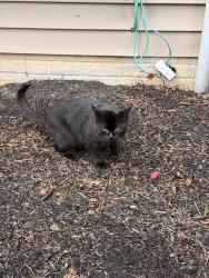 Found/Stray Unknown Cat last seen Laurel Creek Street, Pickerington, OH 43147