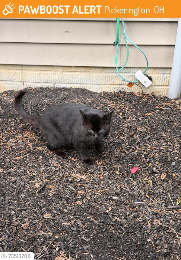 Found/Stray Unknown Cat last seen Laurel Creek Street, Pickerington, OH 43147