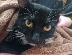 Shelter Stray Female Cat last seen Intersection of N Marshall Ave and Vernon Way, El Cajon, CA, 92020, El Cajon, CA 92020, USA