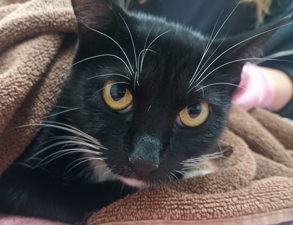 Shelter Stray Female Cat last seen Intersection of N Marshall Ave and Vernon Way, El Cajon, CA, 92020, El Cajon, CA 92020, USA