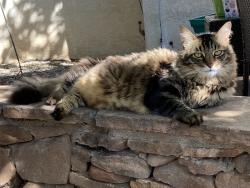 Lost Male Cat last seen Prairie and Lousiana, Albuquerque, NM 87109