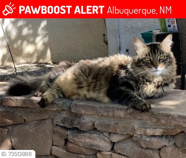 Lost Male Cat last seen Prairie and Lousiana, Albuquerque, NM 87109