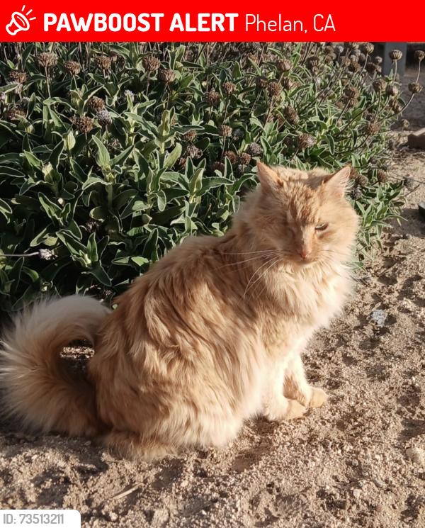 Lost Male Cat last seen Snow Line Drive and Valle Vista, Phelan, CA 92371