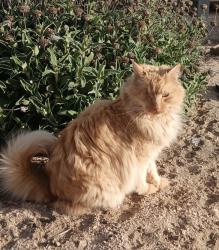 Lost Male Cat last seen Snow Line Drive and Valle Vista, Phelan, CA 92371