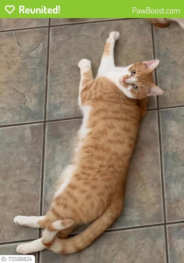 Reunited Male Cat last seen Cnr John St & Edwards Rd, Werribee, Werribee, VIC 3030