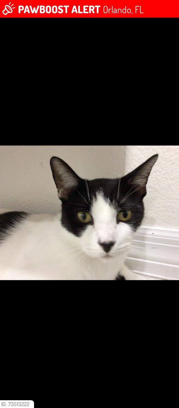 Lost Male Cat last seen Pepper mill, Orlando, FL 32837