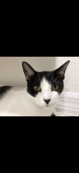 Lost Male Cat last seen Pepper mill, Orlando, FL 32837