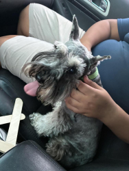Found/Stray Unknown Dog last seen Monterey rd, San Jose, CA 95136