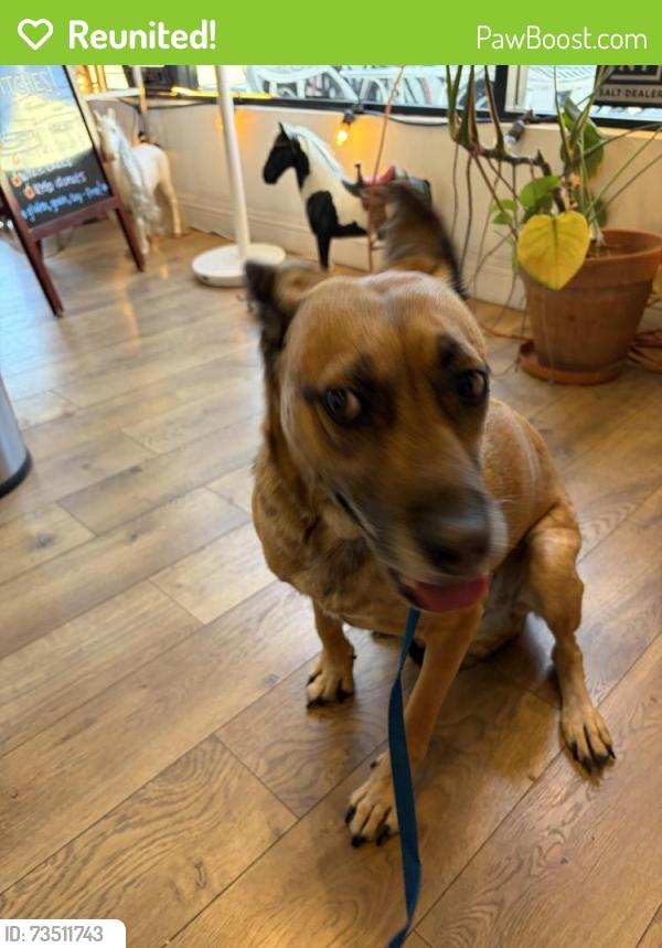 Reunited Female Dog last seen Adams Ave and 33rd Street, San Diego, CA 92116