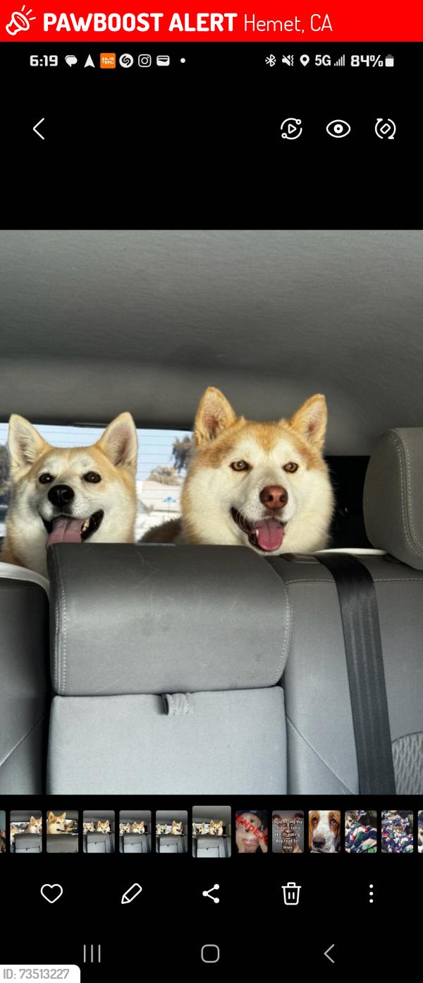 Lost Male Dog last seen Menlo/Park, Hemet, CA 92544