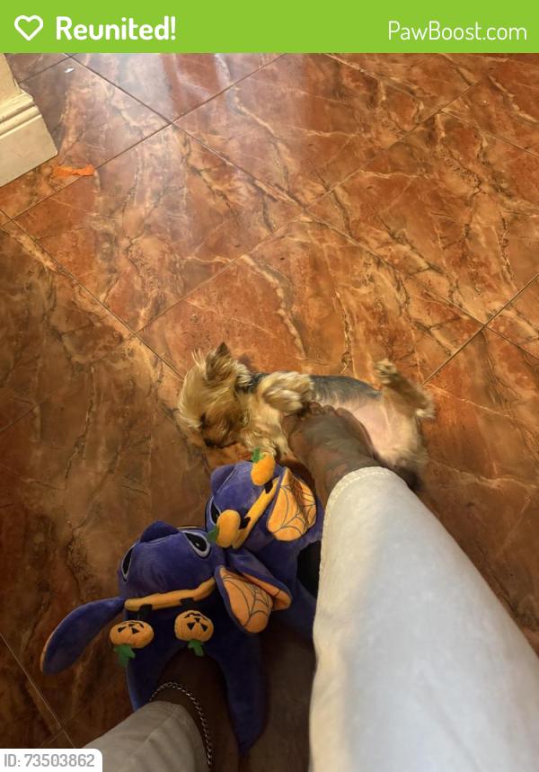 Reunited Male Dog last seen North Sherman circle, Miramar, FL 33025