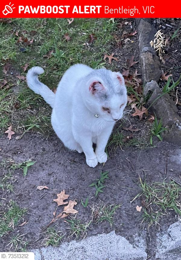 Lost Male Cat last seen Huntley Road, Bentleigh, Bentleigh, VIC 3204