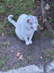 Lost Male Cat last seen Huntley Road, Bentleigh, Bentleigh, VIC 3204
