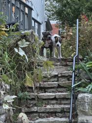 Reunited Female Dog last seen Klotter Ave and Emming and W Clifton, Cincinnati, OH 45219