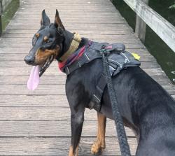 Reunited Male Dog last seen Lee Street, Winder, GA 30680