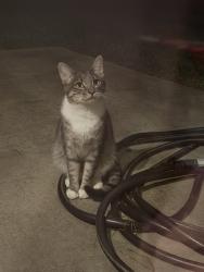 Found/Stray Male Cat last seen Outwater Ridge Drive, Johnston County, NC 27529