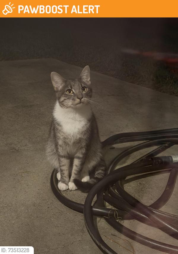 Found/Stray Male Cat last seen Outwater Ridge Drive, Johnston County, NC 27529