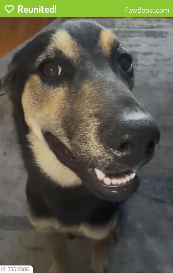 Reunited Female Dog last seen Mauna Loa/Grand Ave. Glendora, Glendora, CA 91740