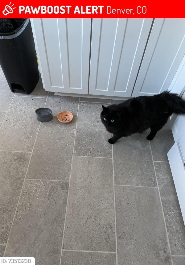 Lost Male Cat last seen Near west Yale avenue, Denver, CO 80227