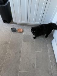 Lost Male Cat last seen Near west Yale avenue, Denver, CO 80227