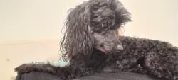 Reunited Male Dog last seen Near W 100 N, Provo, UT 84601