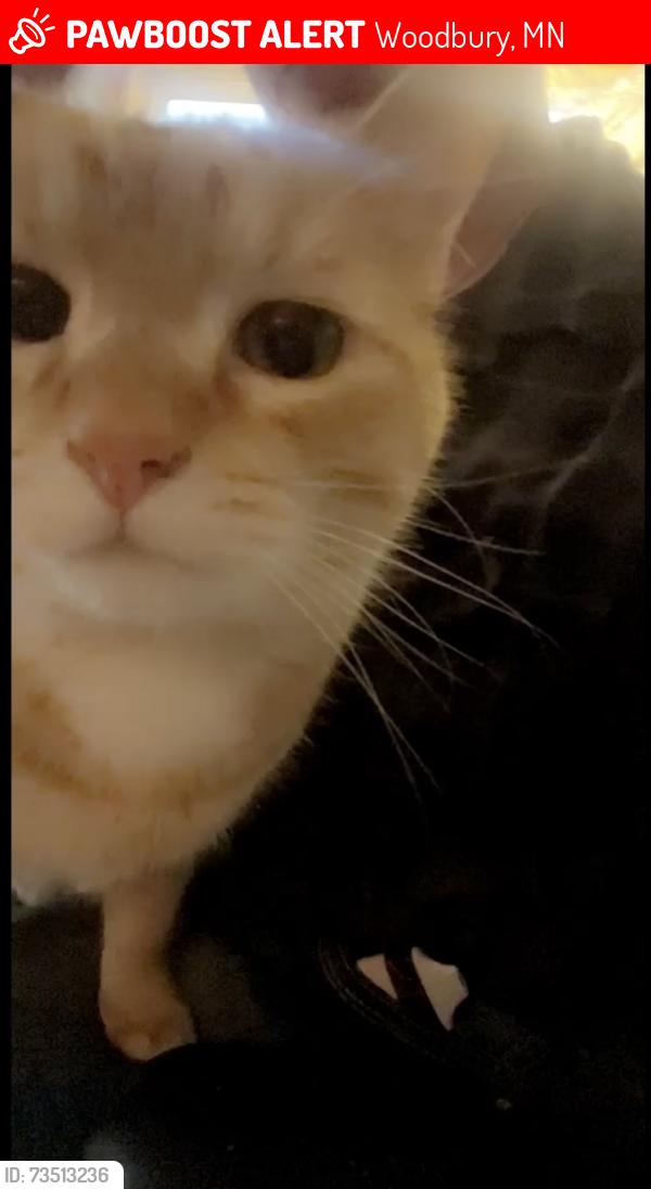 Lost Male Cat last seen Woodlane dr, Woodbury, MN 55125