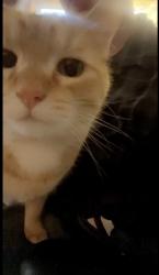 Lost Male Cat last seen Woodlane dr, Woodbury, MN 55125
