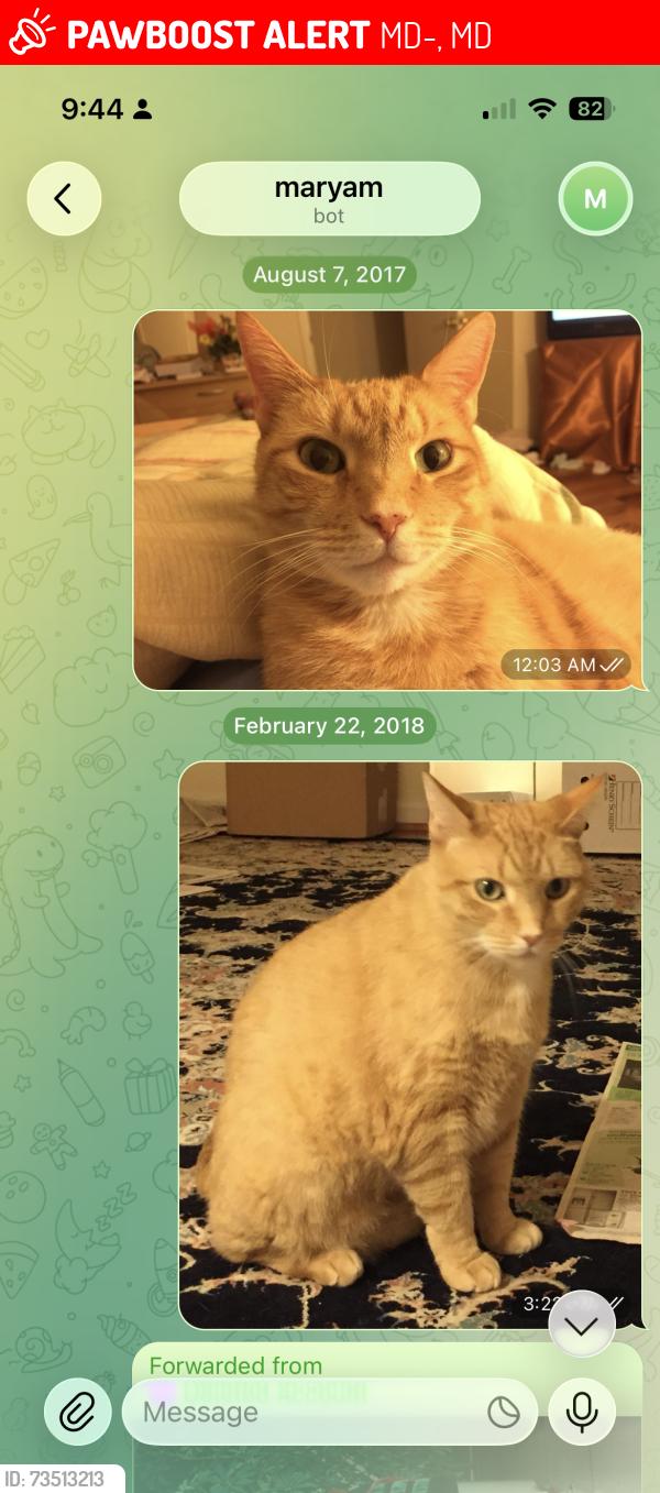 Lost Male Cat last seen Elliot city high school, MD-32, MD 21784