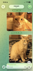 Lost Male Cat last seen Elliot city high school, MD-32, MD 21784