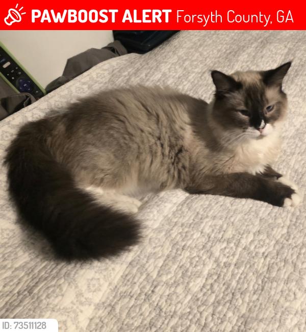 Lost Male Cat last seen Aaron Sosobee and McConnell Rd, Forsyth County, GA 30028