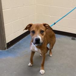 Shelter Stray Male Dog last seen , 2350 Appling City Cove, Memphis, TN 38133, USA
