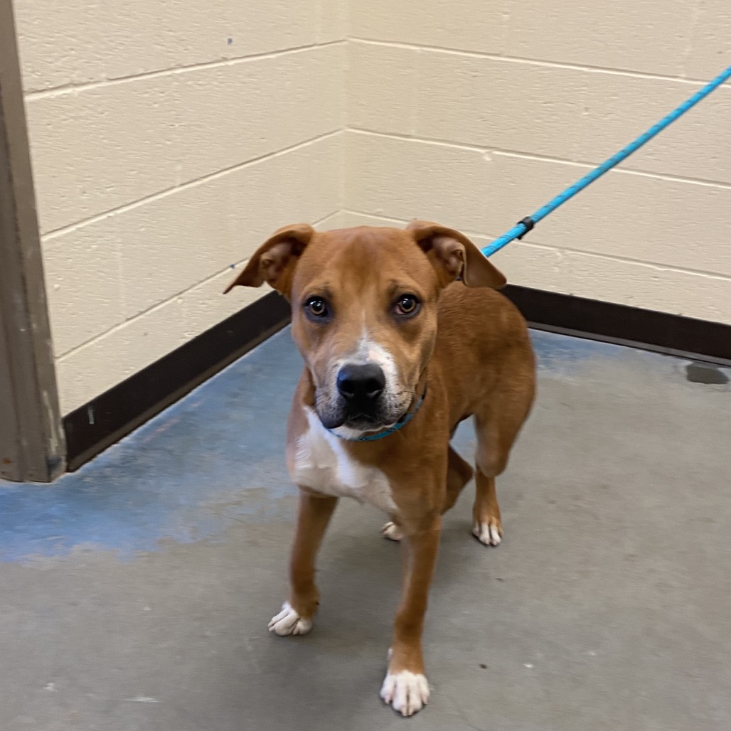 Shelter Stray Male Dog last seen , 2350 Appling City Cove, Memphis, TN 38133, USA