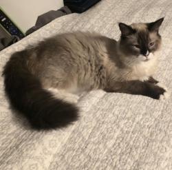 Lost Male Cat last seen Aaron Sosobee and McConnell Rd, Forsyth County, GA 30028