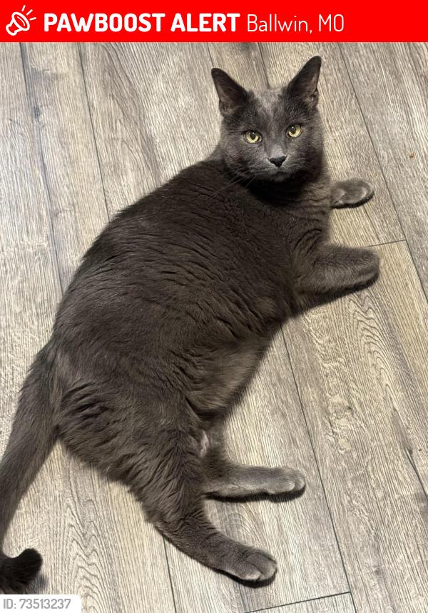 Lost Male Cat last seen Between Lutheran and Methodist church on woods mill rd, Ballwin, MO 63011