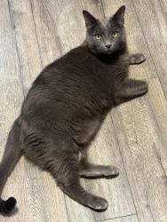 Lost Male Cat last seen Between Lutheran and Methodist church on woods mill rd, Ballwin, MO 63011
