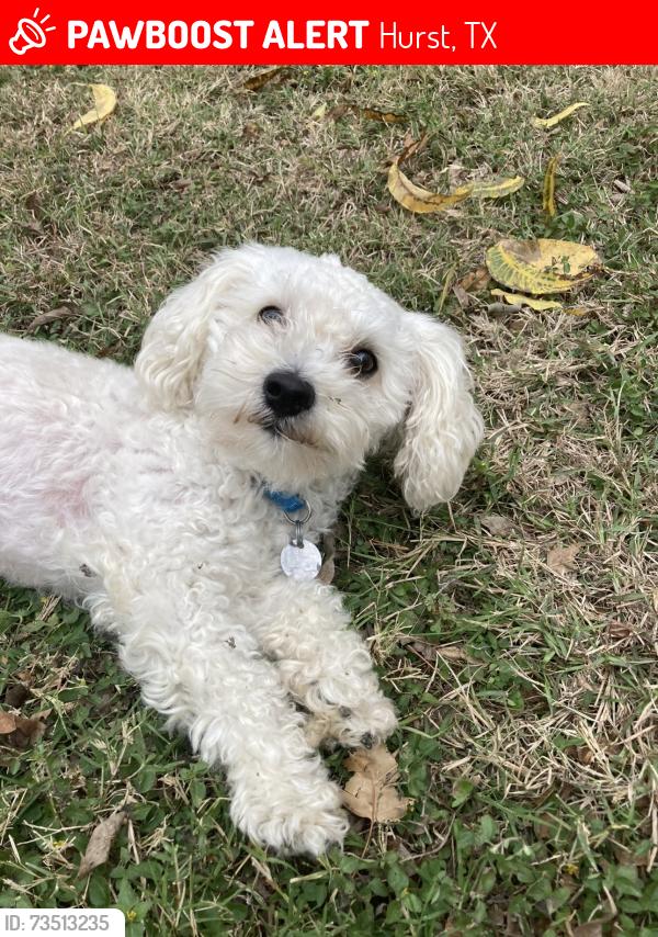 Lost Male Dog last seen Ridgecrest Drive, Hurst, TX 76053