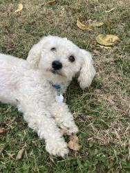 Lost Male Dog last seen Ridgecrest Drive, Hurst, TX 76053
