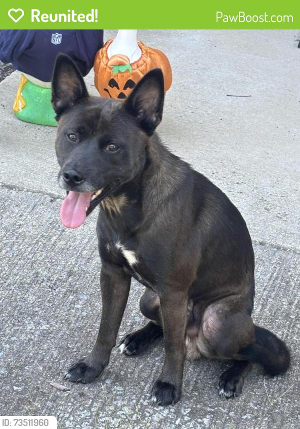Reunited Male Dog last seen Pendall ln, Hamilton County, TN 37379