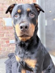 Found/Stray Unknown Dog last seen Lafayette Shores, Norfolk, VA 23509
