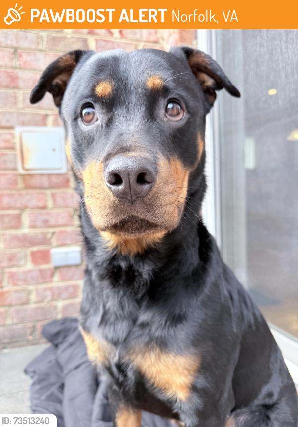 Found/Stray Unknown Dog last seen Lafayette Shores, Norfolk, VA 23509
